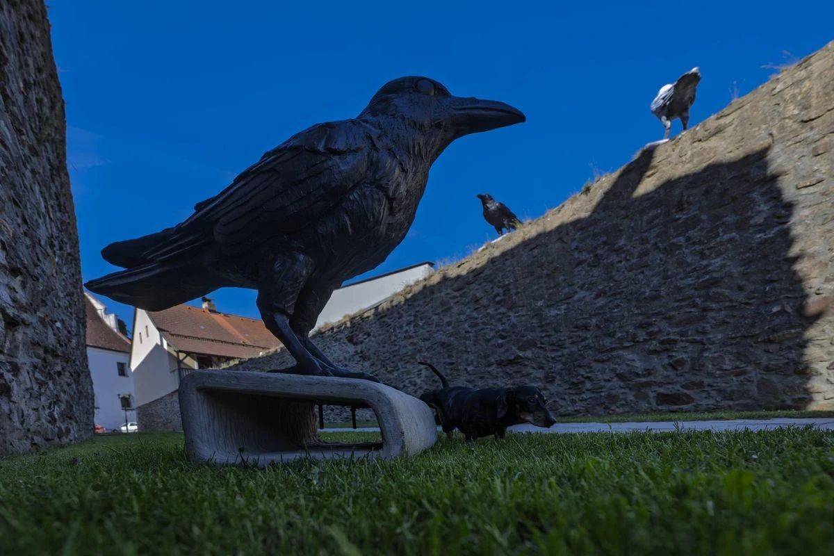 Tomáš Zelený | Flock | Art Connects Us 2026
